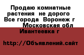 Продаю комнатные растения  не дорого - Все города, Воронеж г.  »    . Московская обл.,Ивантеевка г.